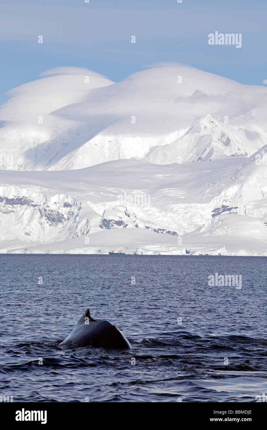 L'Antartide, Penisola Antartica, vicino a Neko Harbour una Megattera (Megaptera novaeangliae) mostra nuovamente e Fluke. Foto Stock