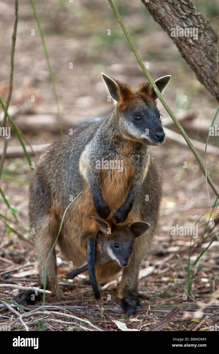 Australia, Victoria. Un wallaby e il suo joey sul circuito di Phillip Island. Foto Stock