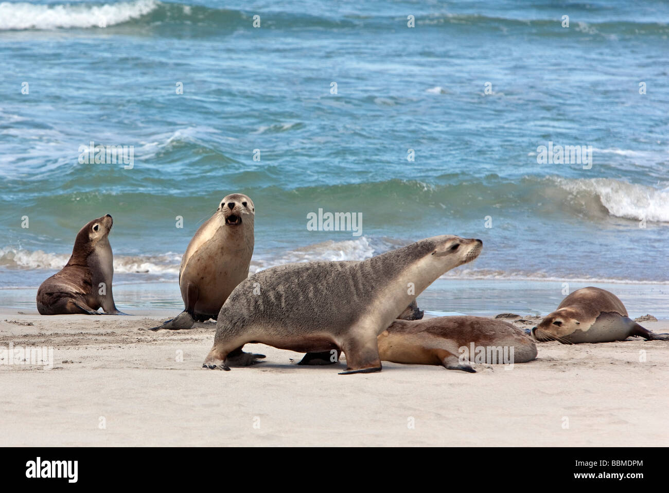 Australia, Sud Austrailia. Un australiano Sea Lion a Kangaroo Island. Rimanenti sono circa 10.000 pinnipedi minacciate di estinzione Foto Stock