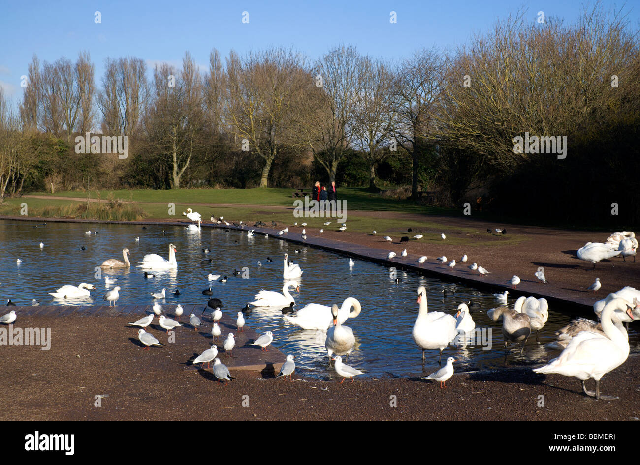 Cigni Cosmeston Lakes countrypark penarth Vale of Glamorgan Galles del Sud Foto Stock