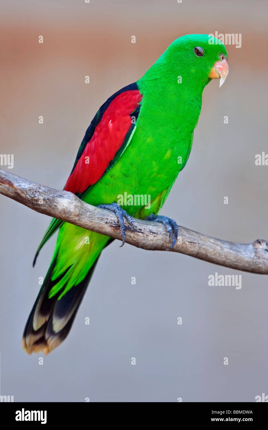 Australia, Territorio del Nord. Un Port Lincoln parrot. Foto Stock
