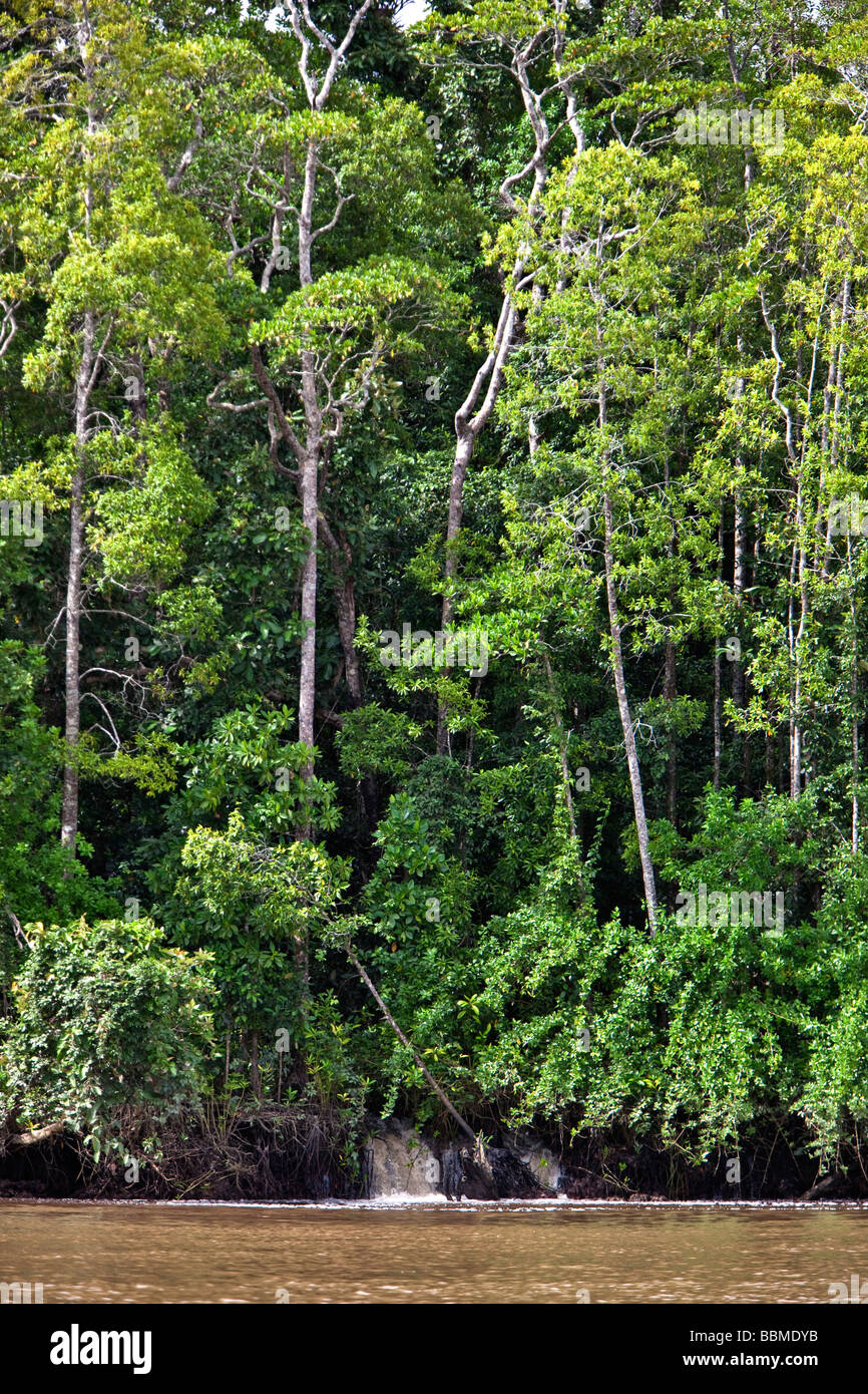 Australia, Queensland. Il coccodrillo infestati Fiume Daintree confina con la bellissima e molto diversificata e che la foresta pluviale di Daintree. Foto Stock