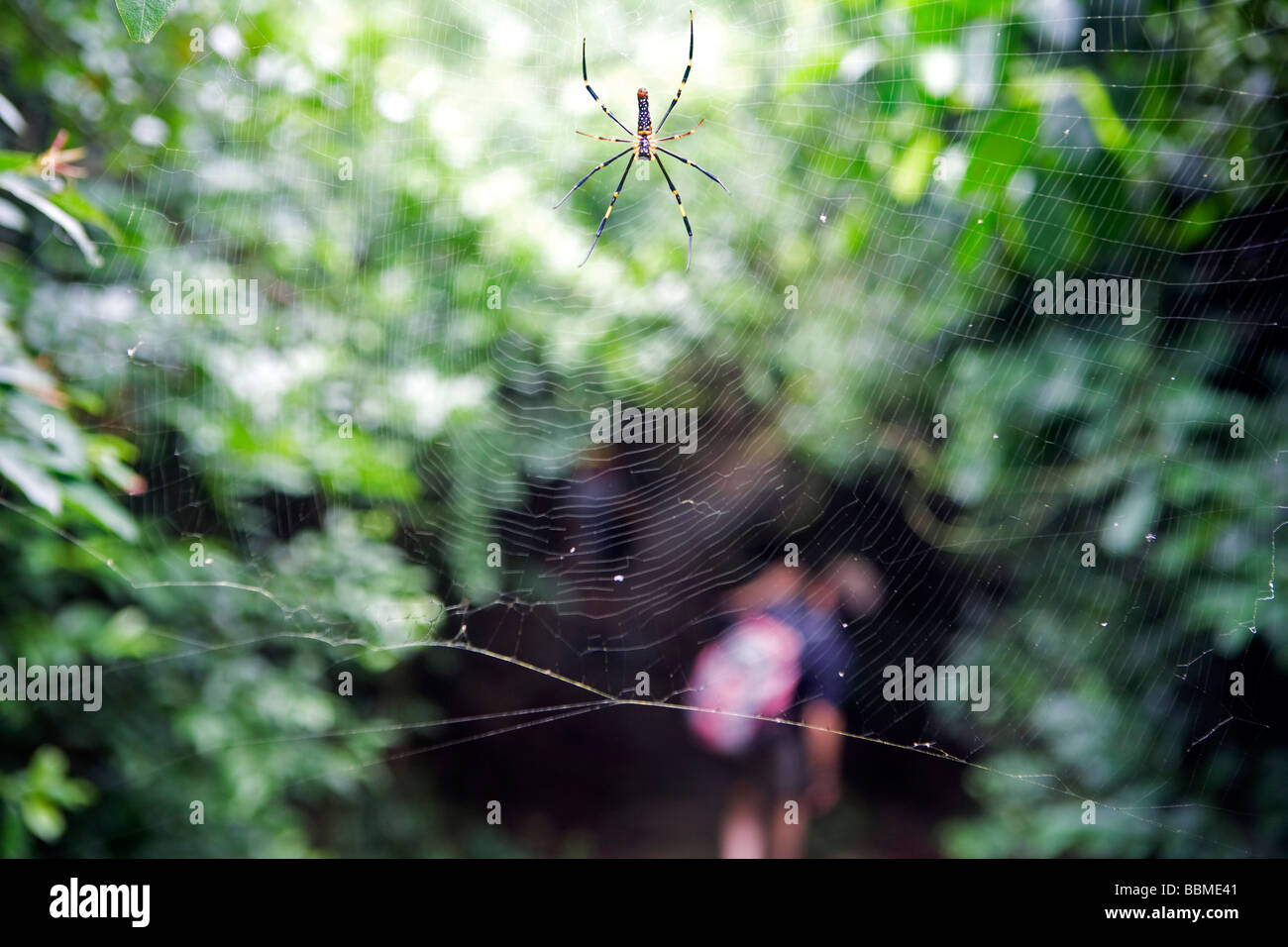 Cina, Hong Kong, Lantua isola. A piedi il sentiero Lantua è sorprendentemente ricco di varietà naturali di ragni Foto Stock