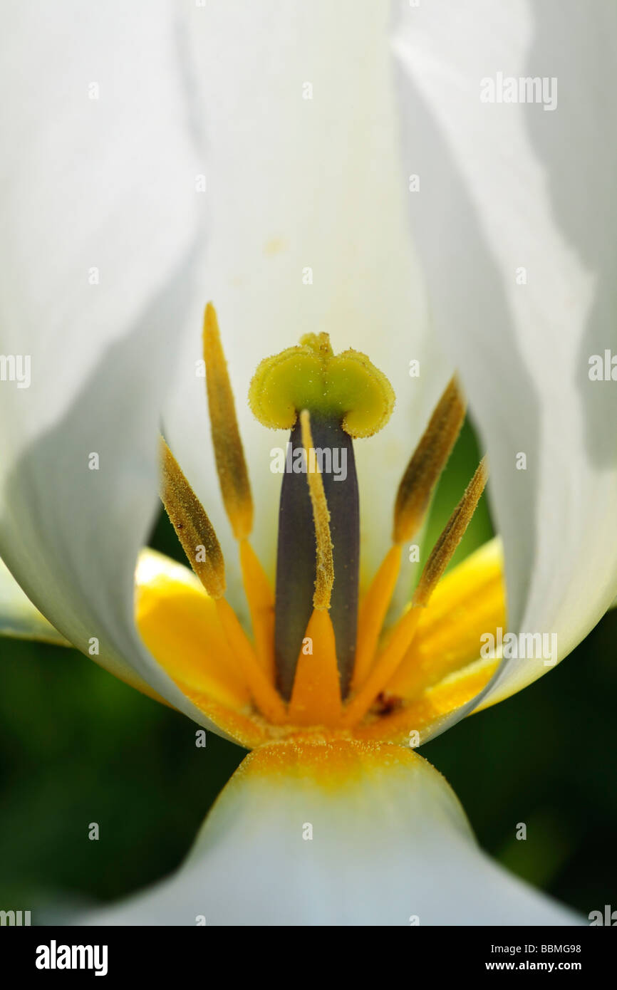 Tulip, fiore, dettaglio Foto Stock