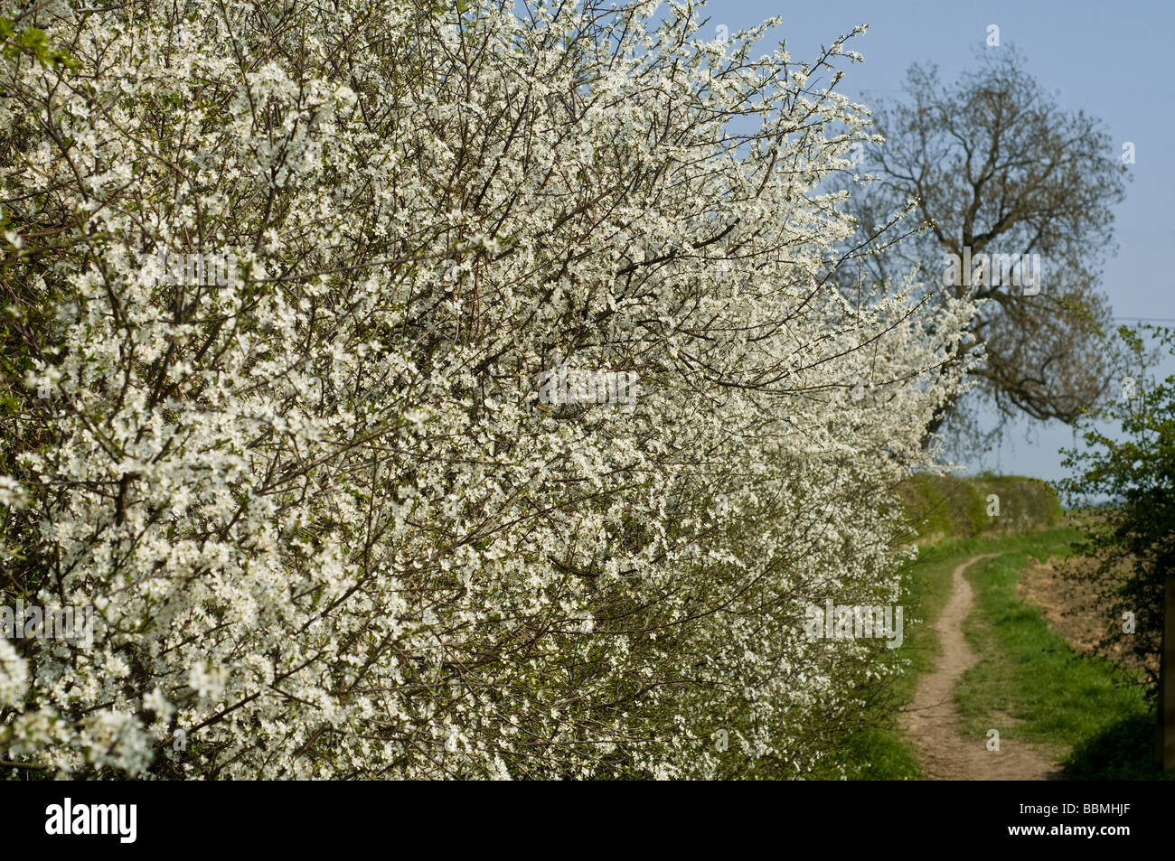 dh HAWTHORN Regno Unito Crataegus monogyna fiore bianco fioritura Hawthorn lato cespuglio del sentiero fioriture yorkshire Foto Stock