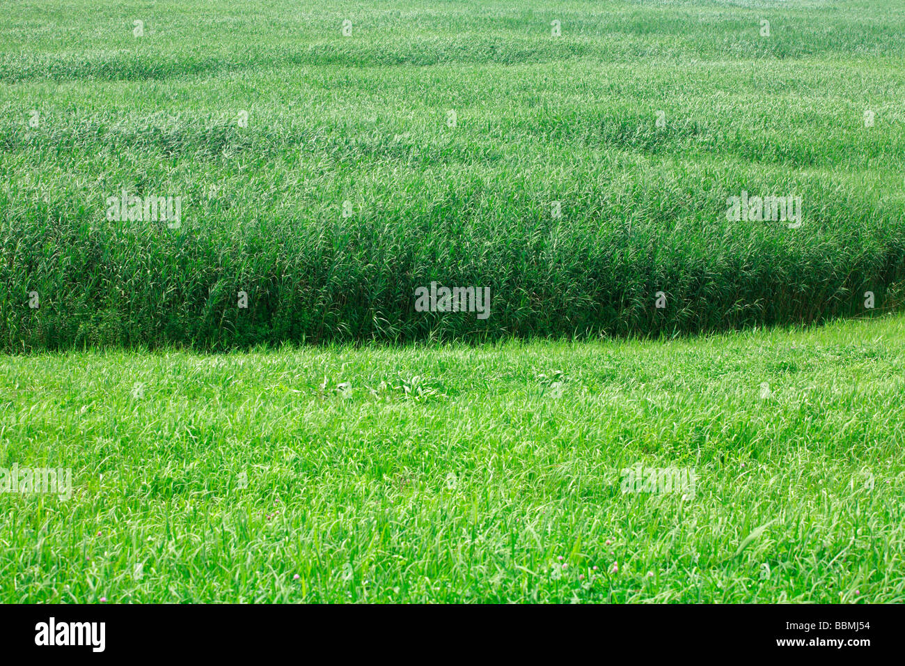 Giappone, erba verde Foto Stock