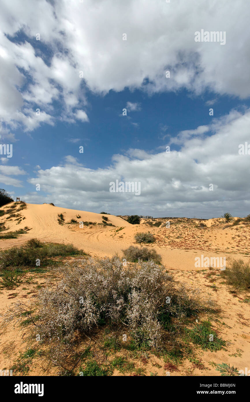 Israele sud della pianura costiera scopa bianco Retama raetam in Ashdod dune Foto Stock