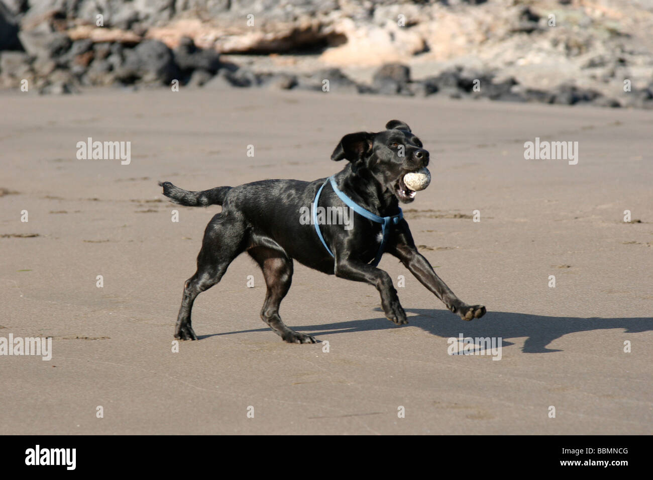 Cane nero in esecuzione con la palla sulla spiaggia Foto Stock