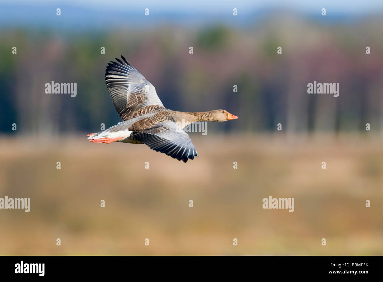 Graylag Goose (Anser anser) battenti in Campagna, Lago Hornborga, Vaestergoetland, Svezia, Scandinavia, Europa Foto Stock