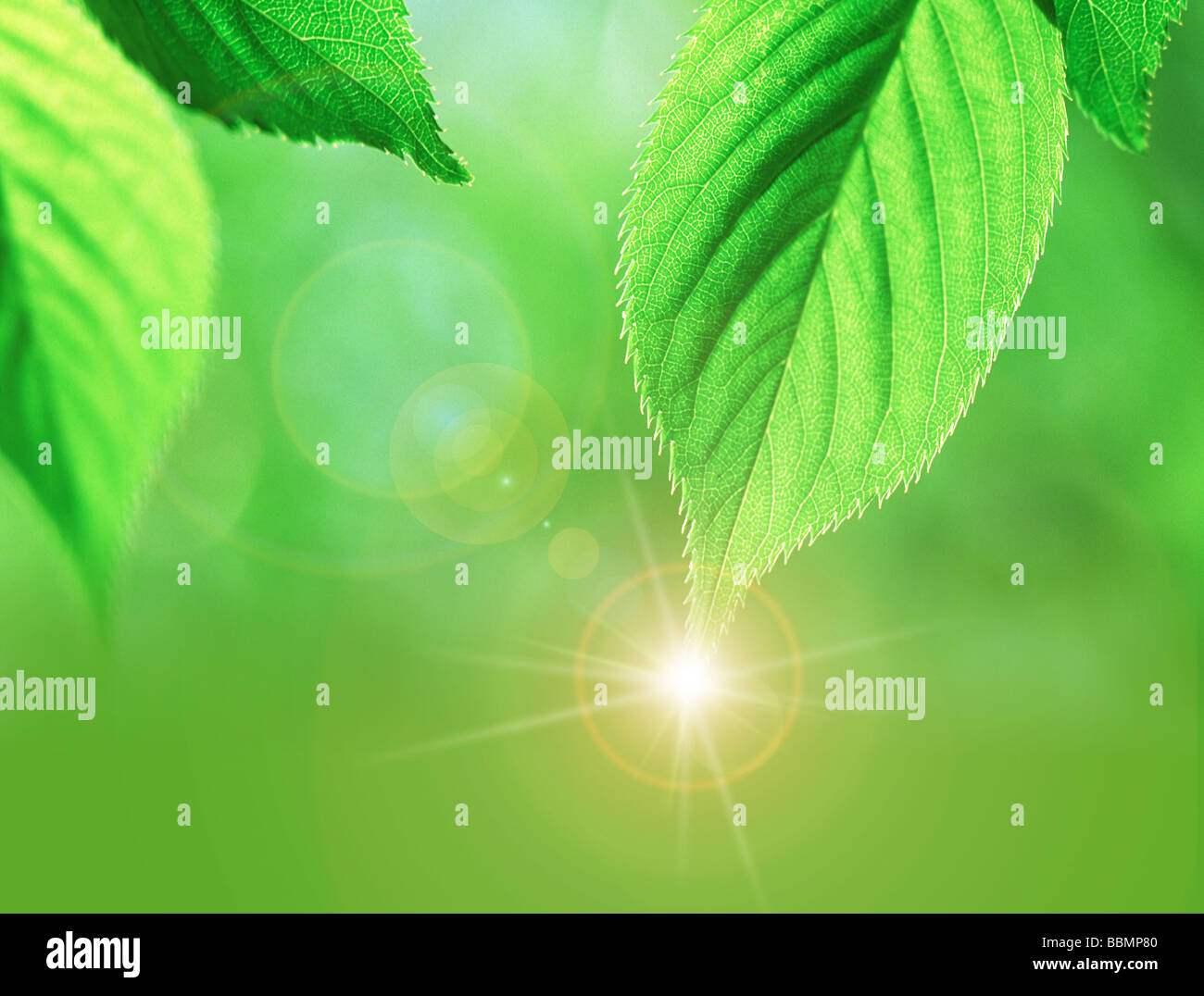Close-up di uno spumante di punta di una foglia Foto Stock