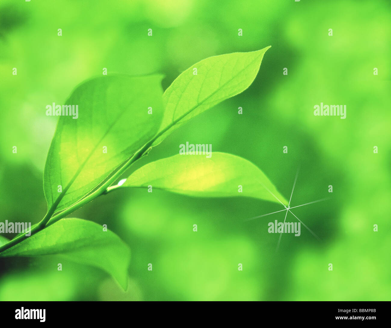 Close-up di foglie verdi Foto Stock