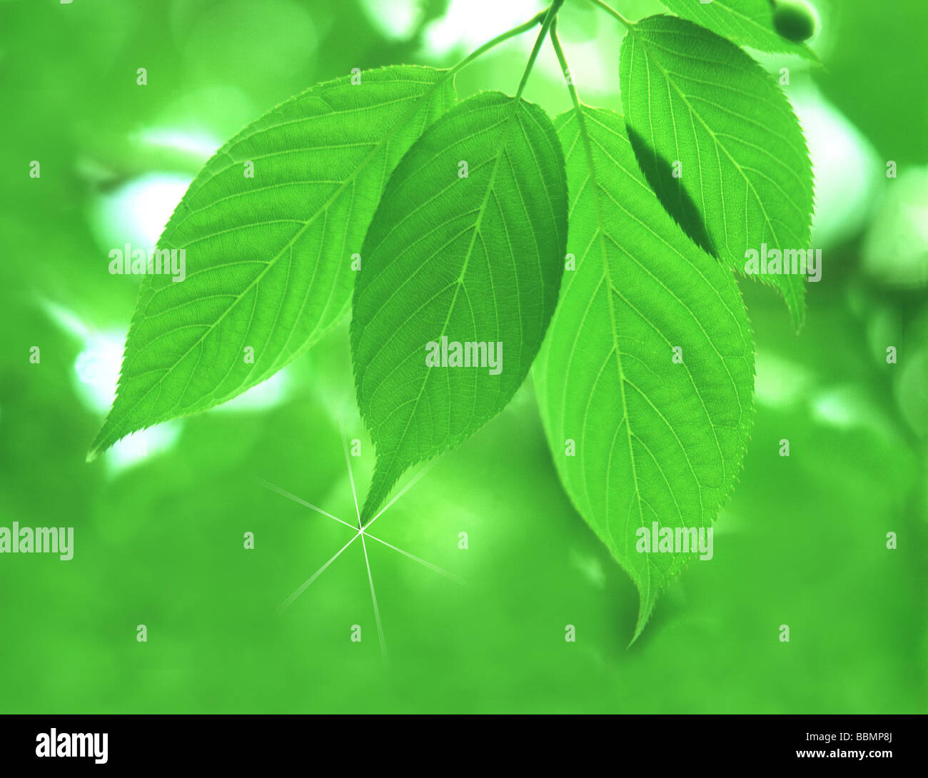 Close-up di foglie verdi Foto Stock