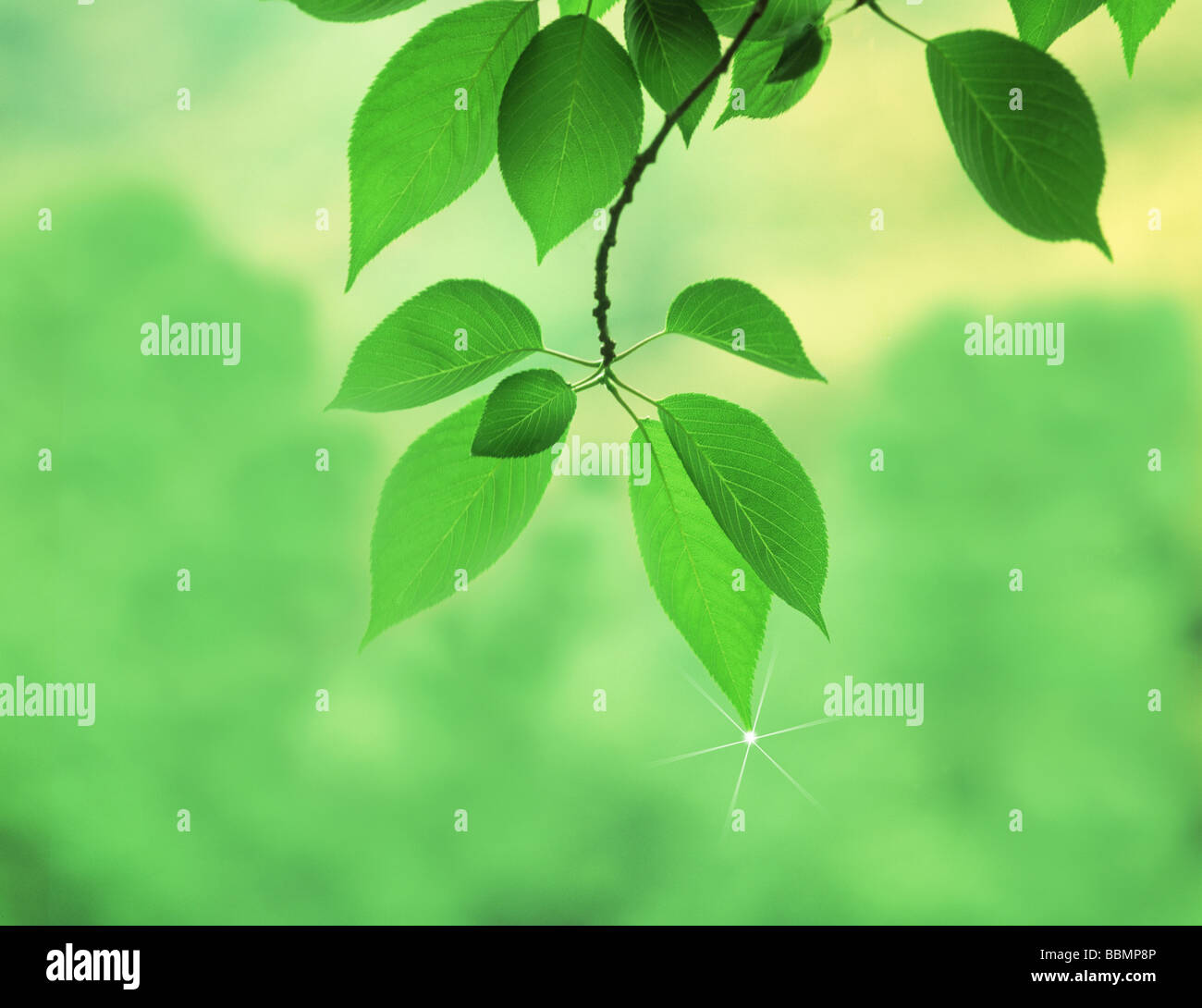 Close-up di foglie verdi Foto Stock