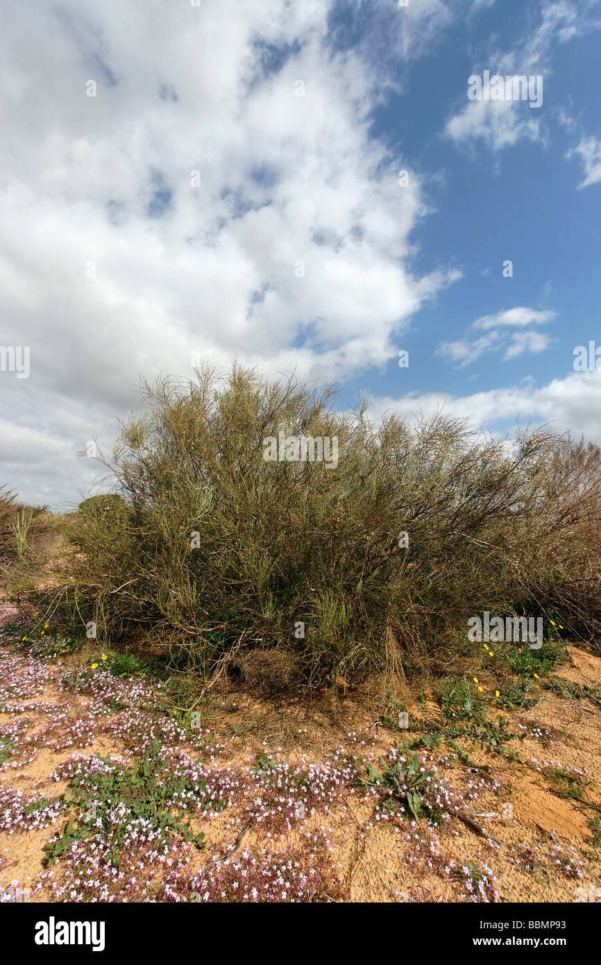 Israele sud della pianura costiera scopa bianco Retama raetam in Ashdod dune Foto Stock