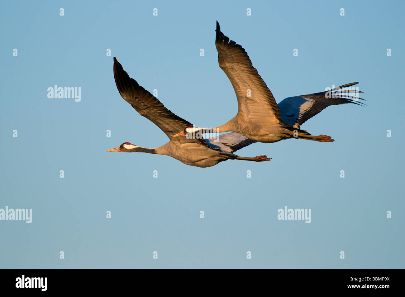 Gru (grus grus), allevamento coppia battenti in ultima luce diurna, Hornborgasee, Vaestergoetland, Svezia, Scandinavia, Europa Foto Stock