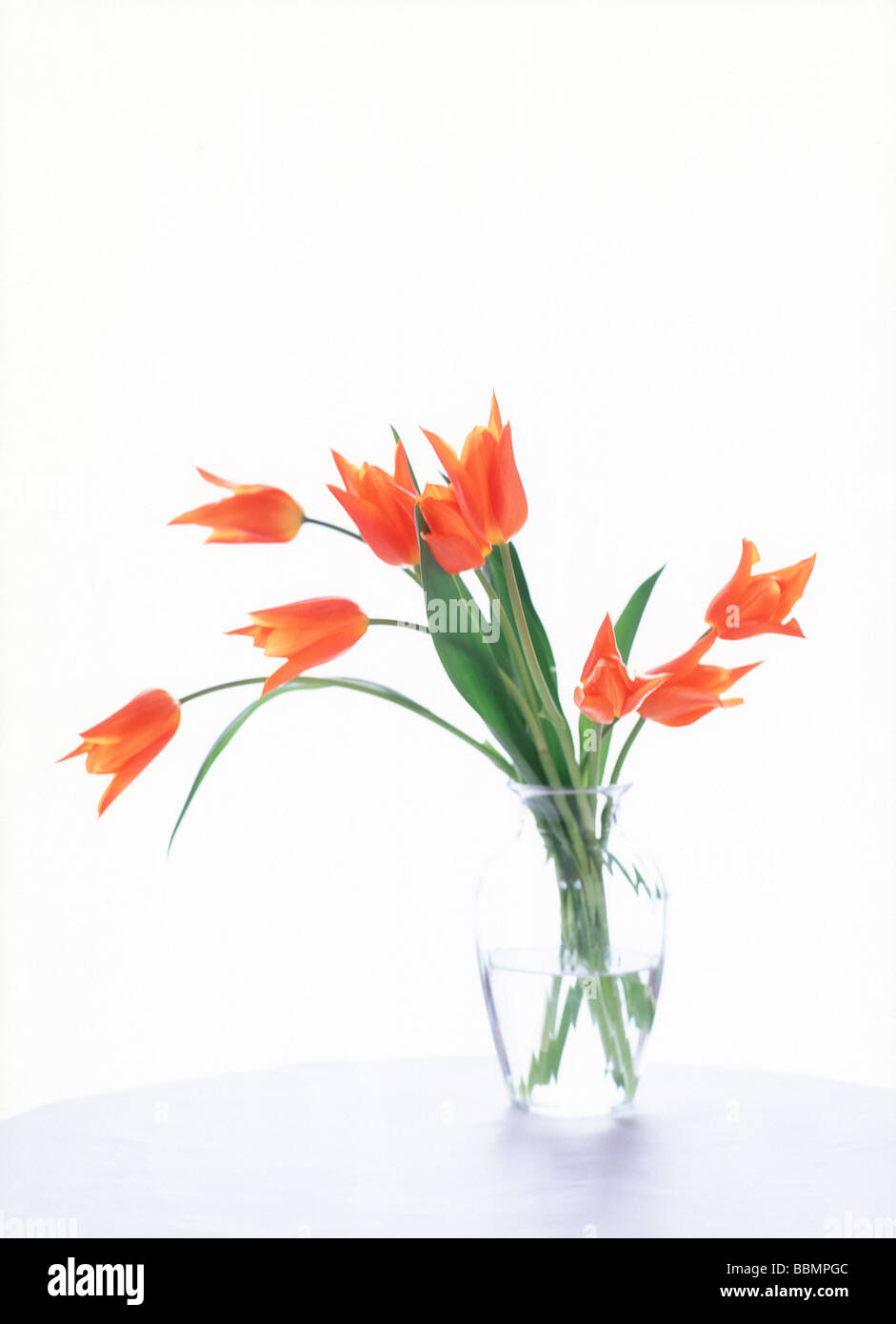 Close-up di tulipani in un vaso. Foto Stock