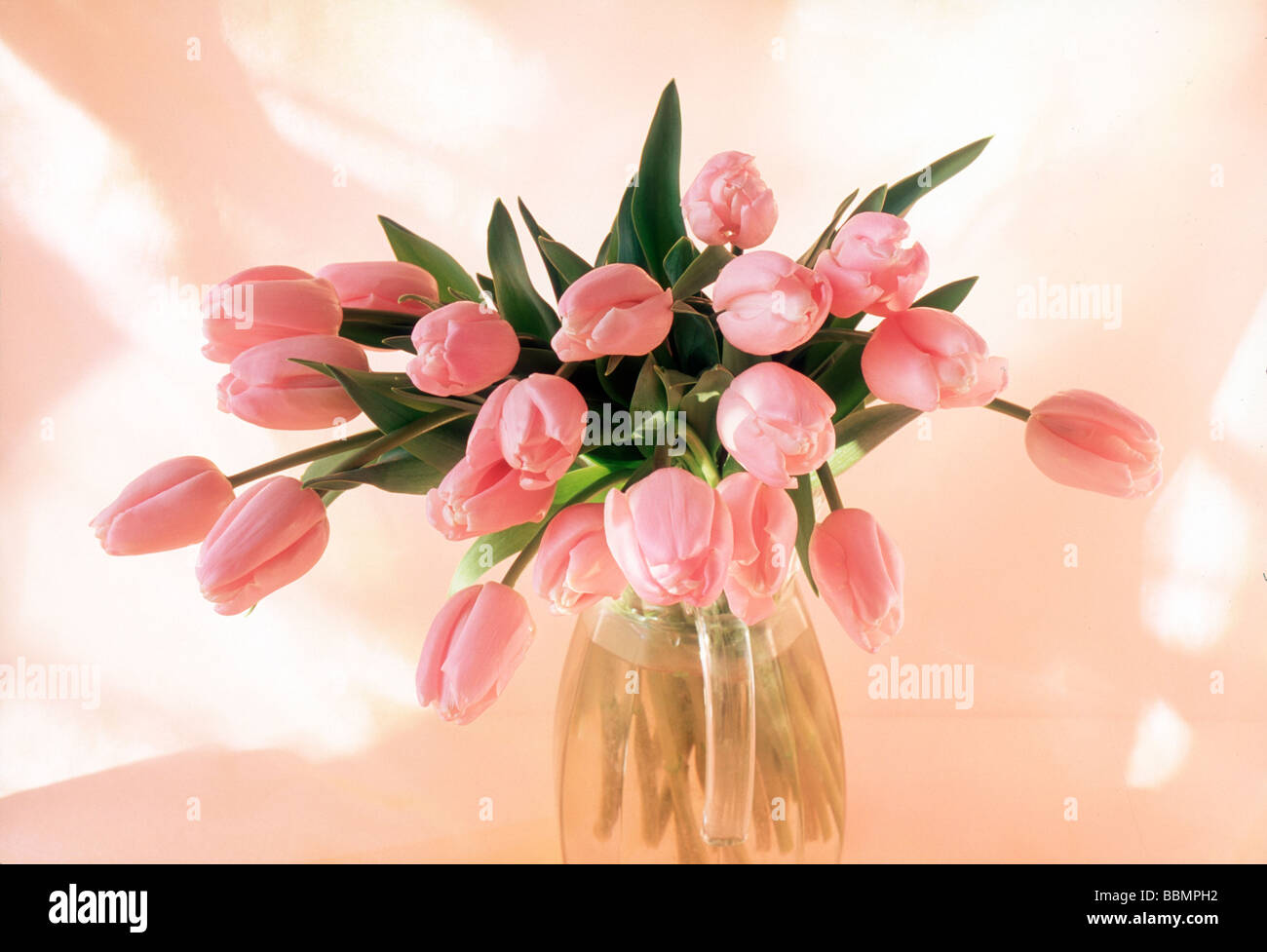 Close-up di tulipani rosa in un vaso Foto Stock