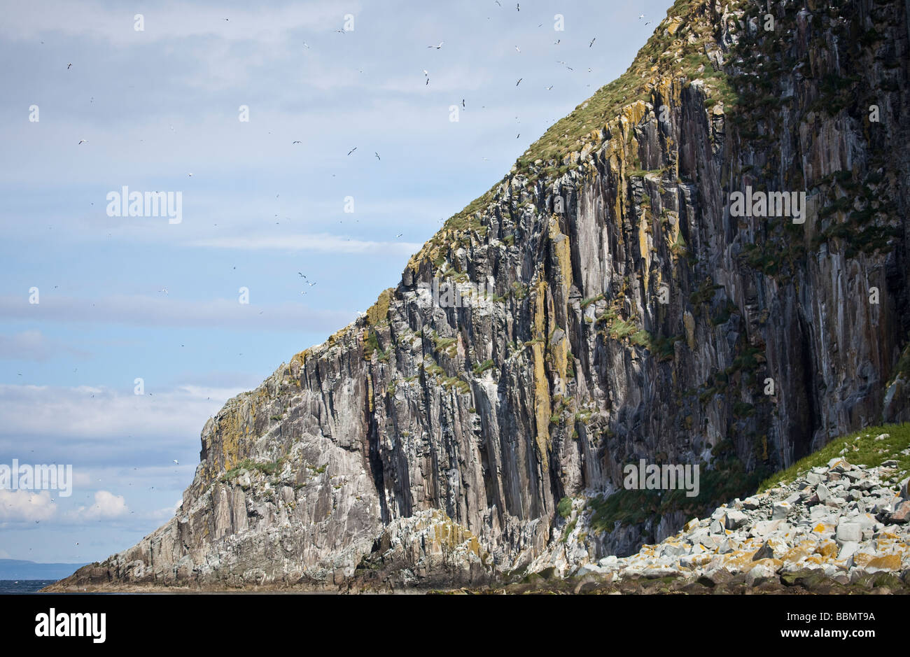 Northern sule nidi su e intorno battenti Ailsa Craig, Ayrshire, in Scozia, Regno Unito Foto Stock