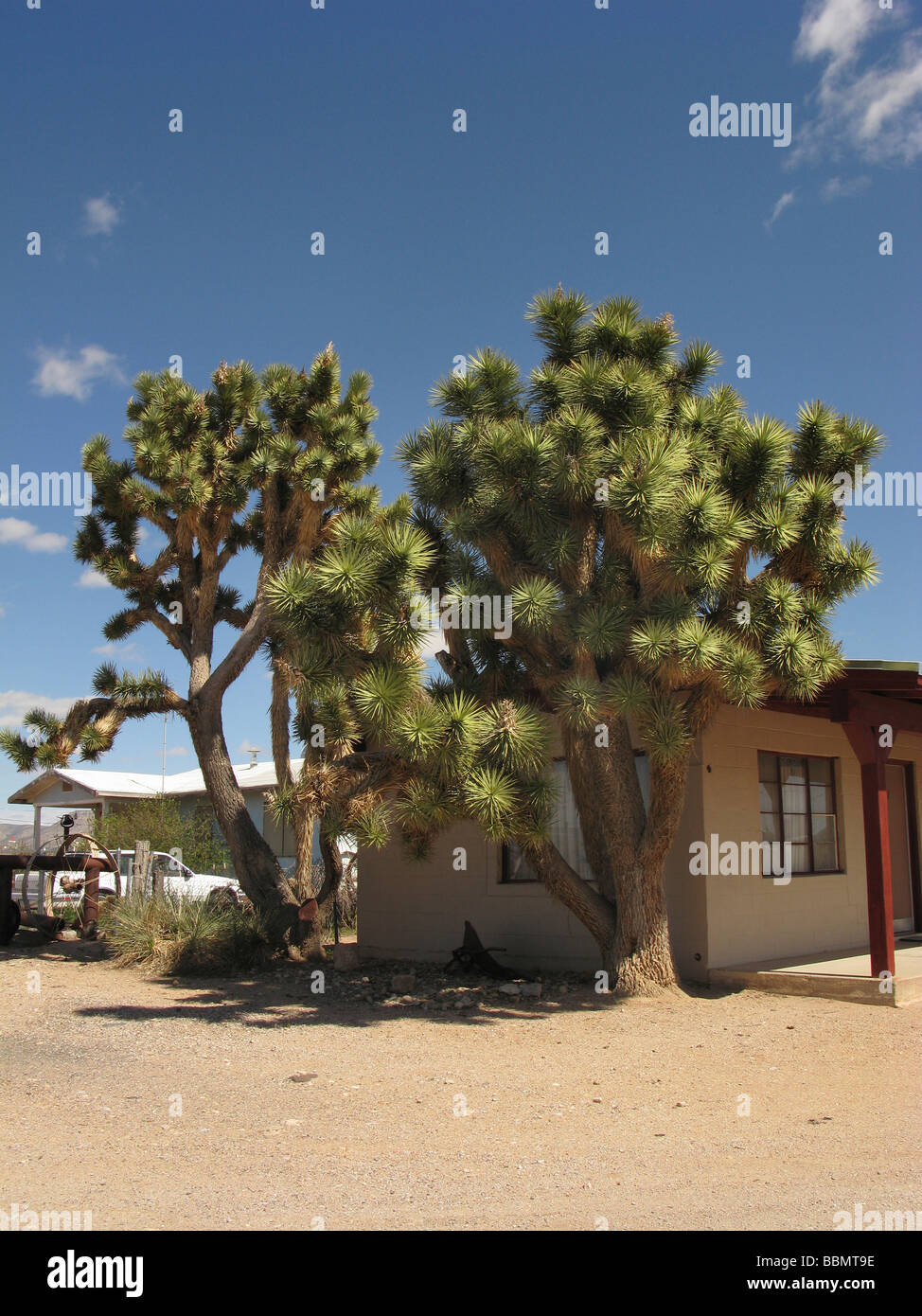 Alberi di Joshua,strada,route66,in verticale,sunny Foto Stock