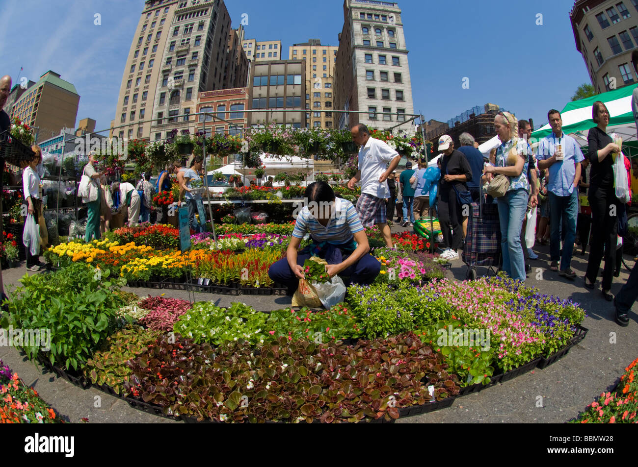 Fiori in vendita presso gli agricoltori sorge nell'Unione Greenmarket Square a New York sabato 23 maggio 2009 Frances M Roberts Foto Stock