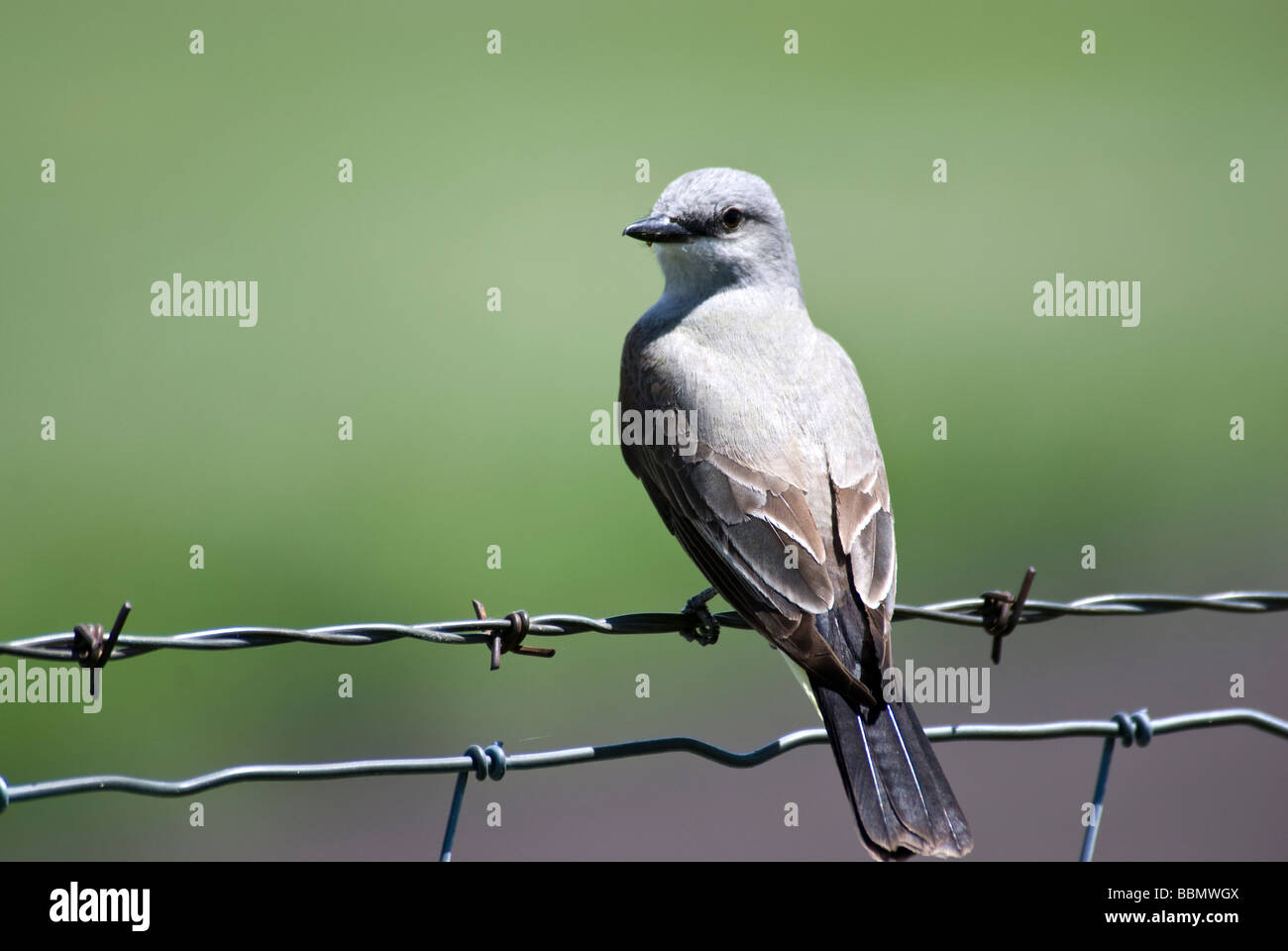 Un uccello si siede su un filo spinato Foto Stock