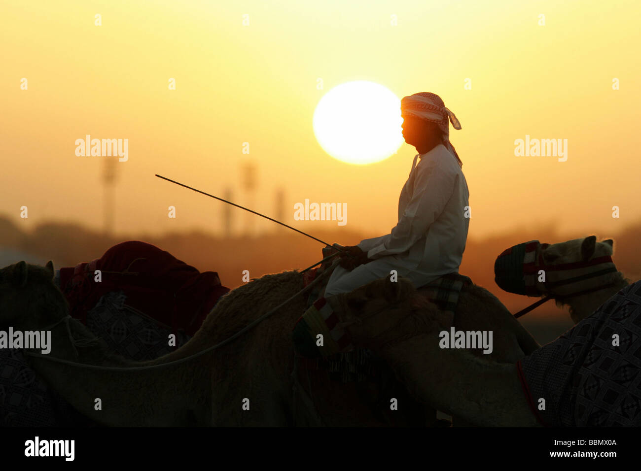 Driver di cammello nel deserto di sunrise, Dubai, Emirati Arabi Uniti Foto Stock