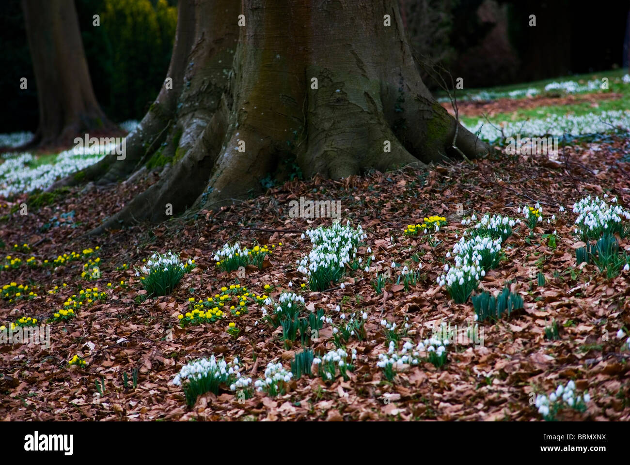 GALANTHUS NIVALIS E ERANTHIS HYEMALIS piantato in massa sotto un albero Foto Stock