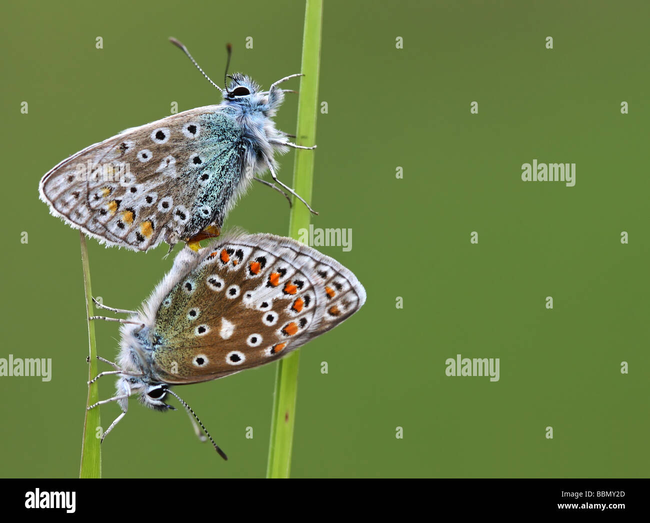 Due comuni farfalle blu Foto Stock