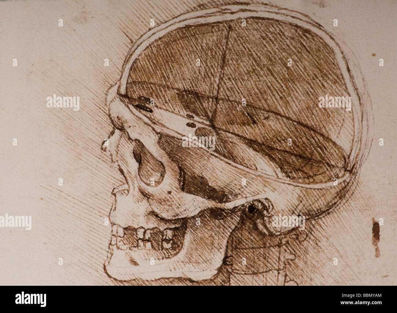 Dettaglio studi anatomici del teschio umano di Leonardo da Vinci Foto Stock