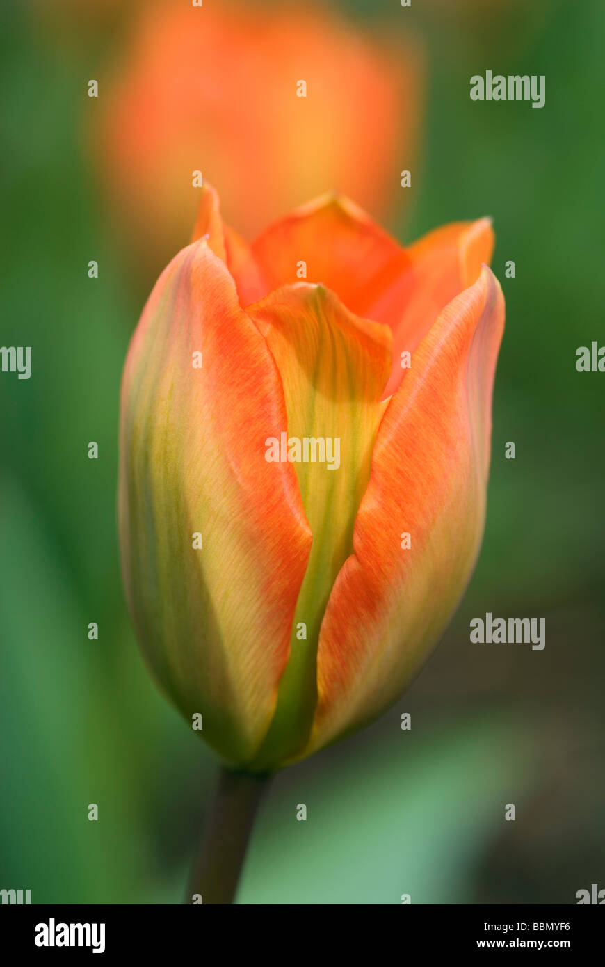 Close-up di Orange Tulip con contrassegni di colore verde Foto Stock
