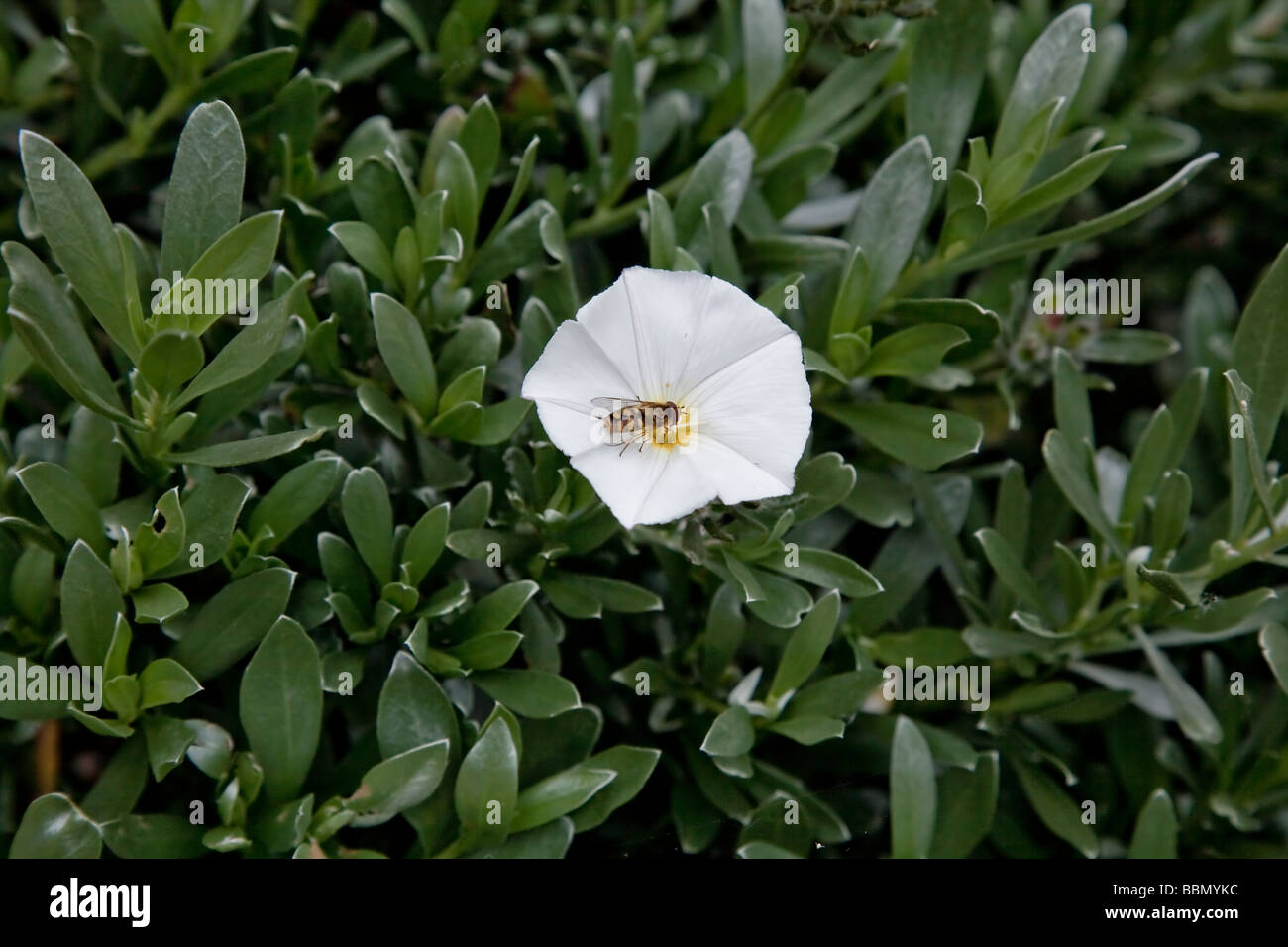 Convolvulus cneorum fiore con bee Foto Stock