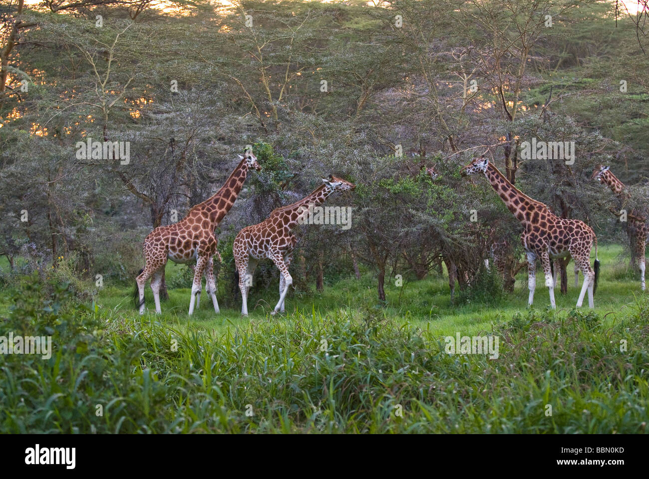 Giraffa Rothschild Giraffa camelopardalis rothschildi NAKURU NATIONAL PARK KENYA Africa orientale Foto Stock