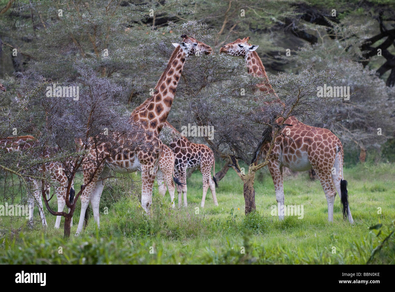 Giraffa Rothschild Giraffa camelopardalis rothschildi NAKURU NATIONAL PARK KENYA Africa orientale Foto Stock