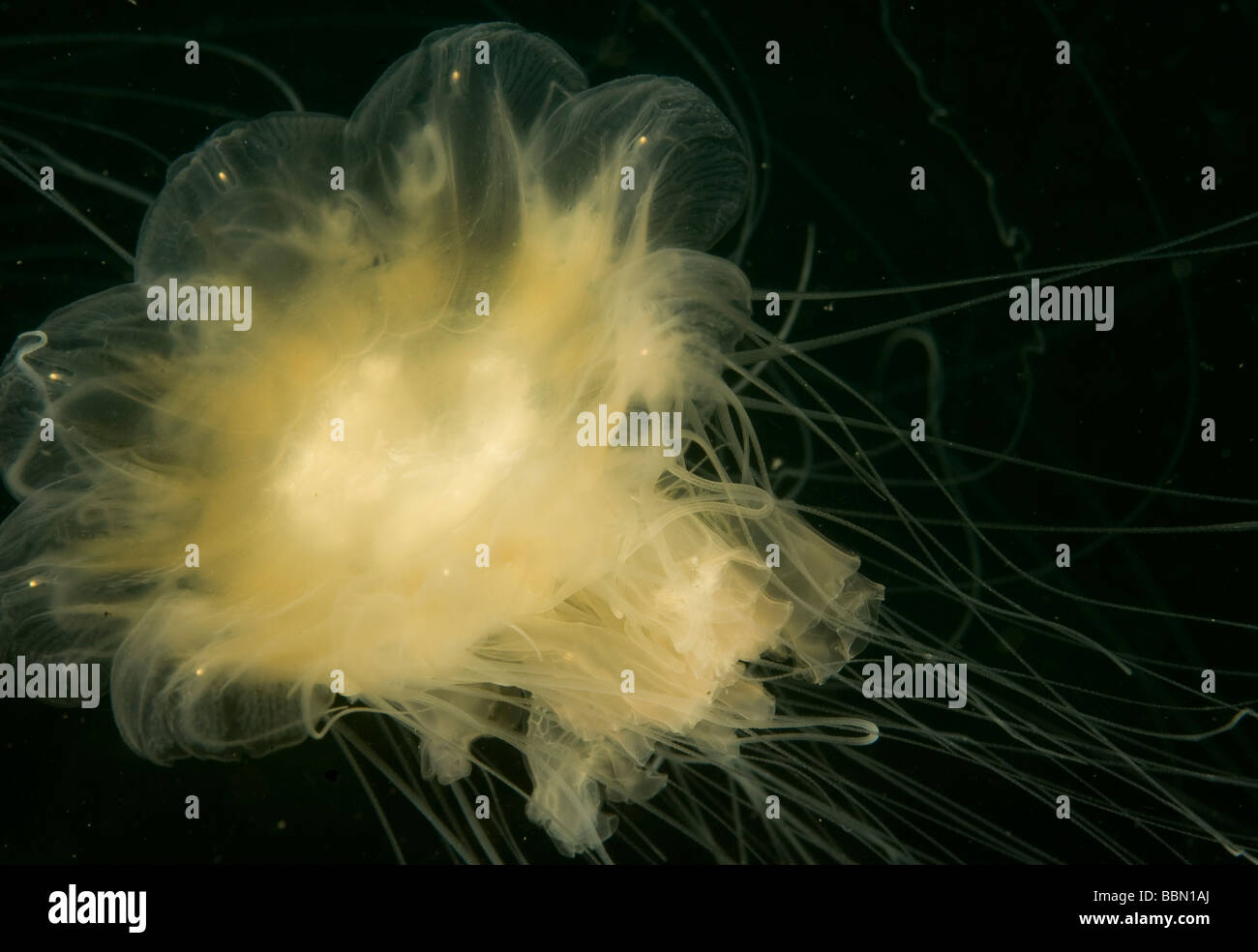 Leone la criniera medusa Foto Stock