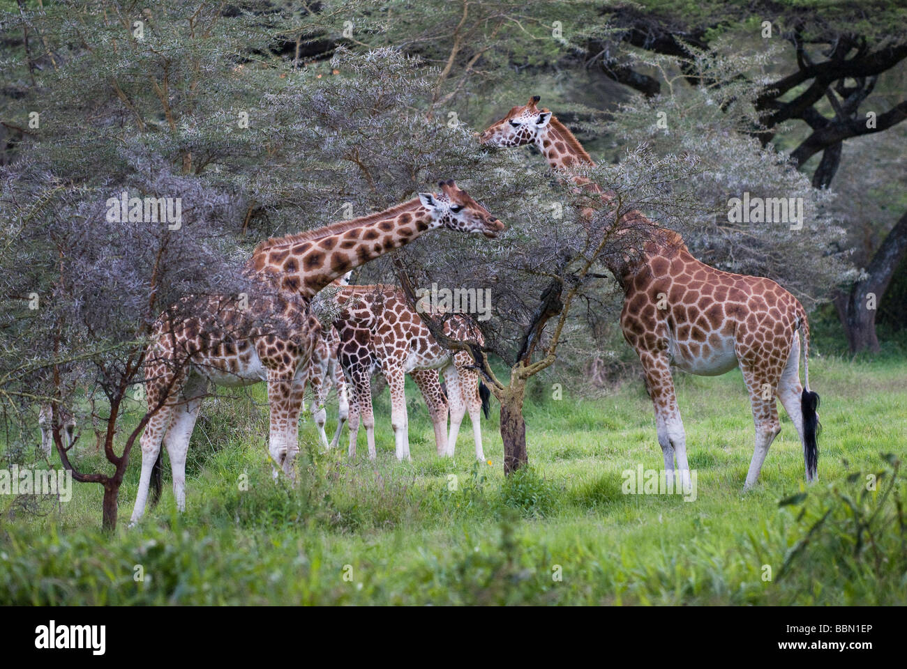 Giraffa Rothschild Giraffa camelopardalis rothschildi NAKURU NATIONAL PARK KENYA Africa orientale Foto Stock