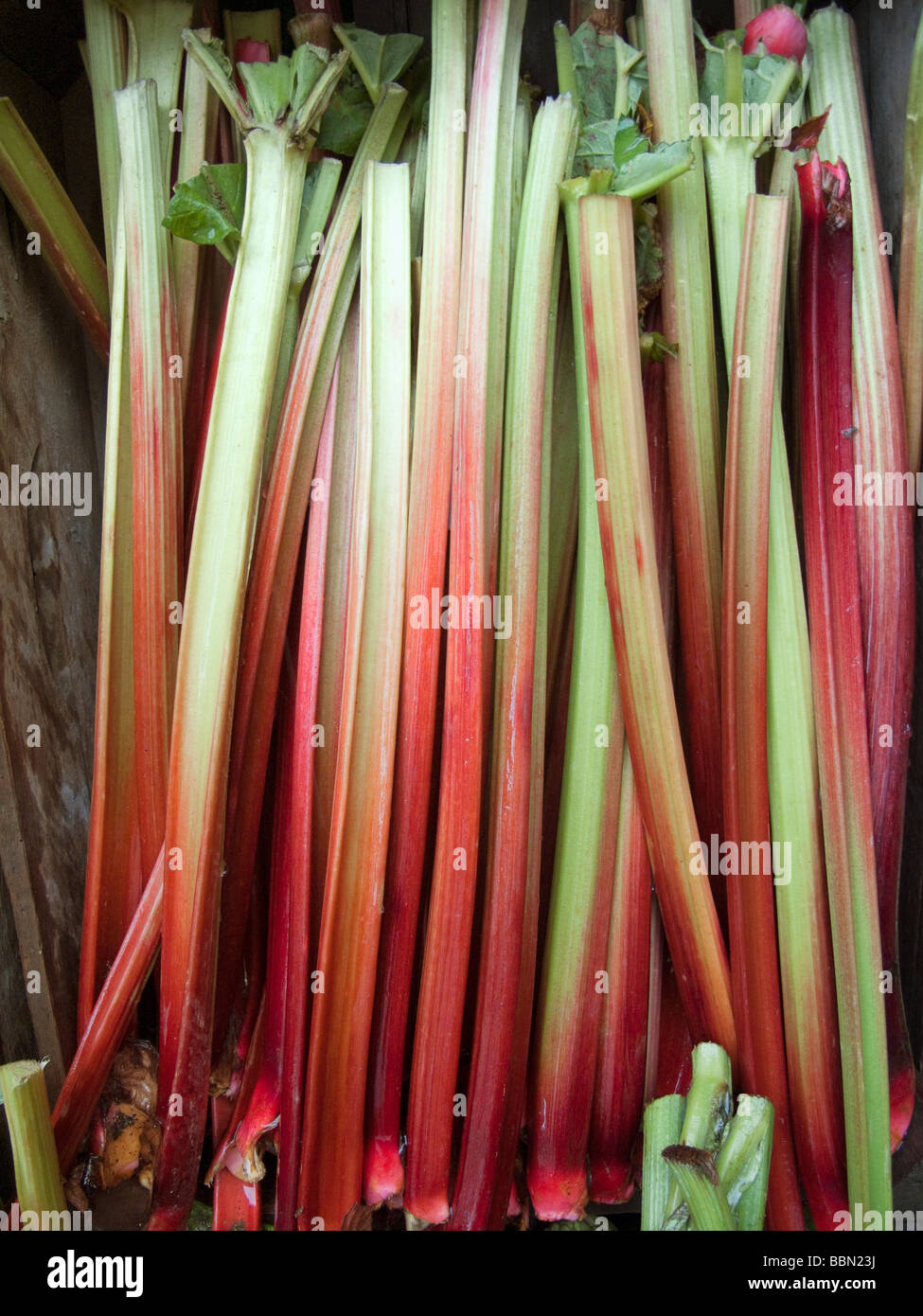 Rabarbaro - Rheum Rhabarbarum Foto Stock