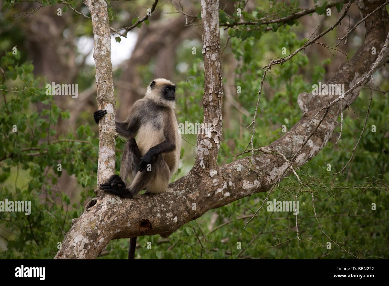 Un nero di fronte (langur Presbytis entellus) si siede in una struttura ad albero in Nagarhole National Park in Karnataka, India. Foto Stock