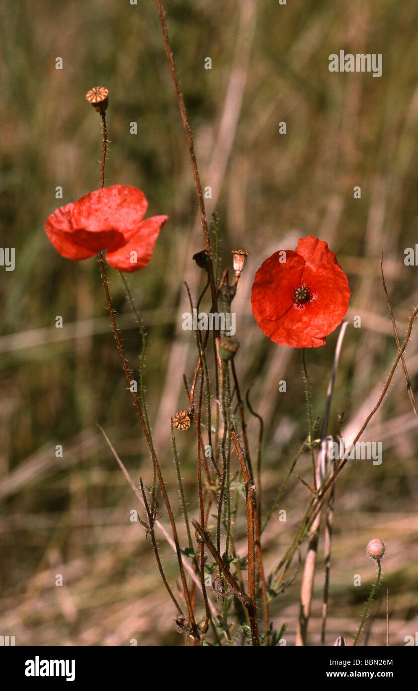 A lungo guidato il papavero, Papaver dubium, Papaveraceae Foto Stock