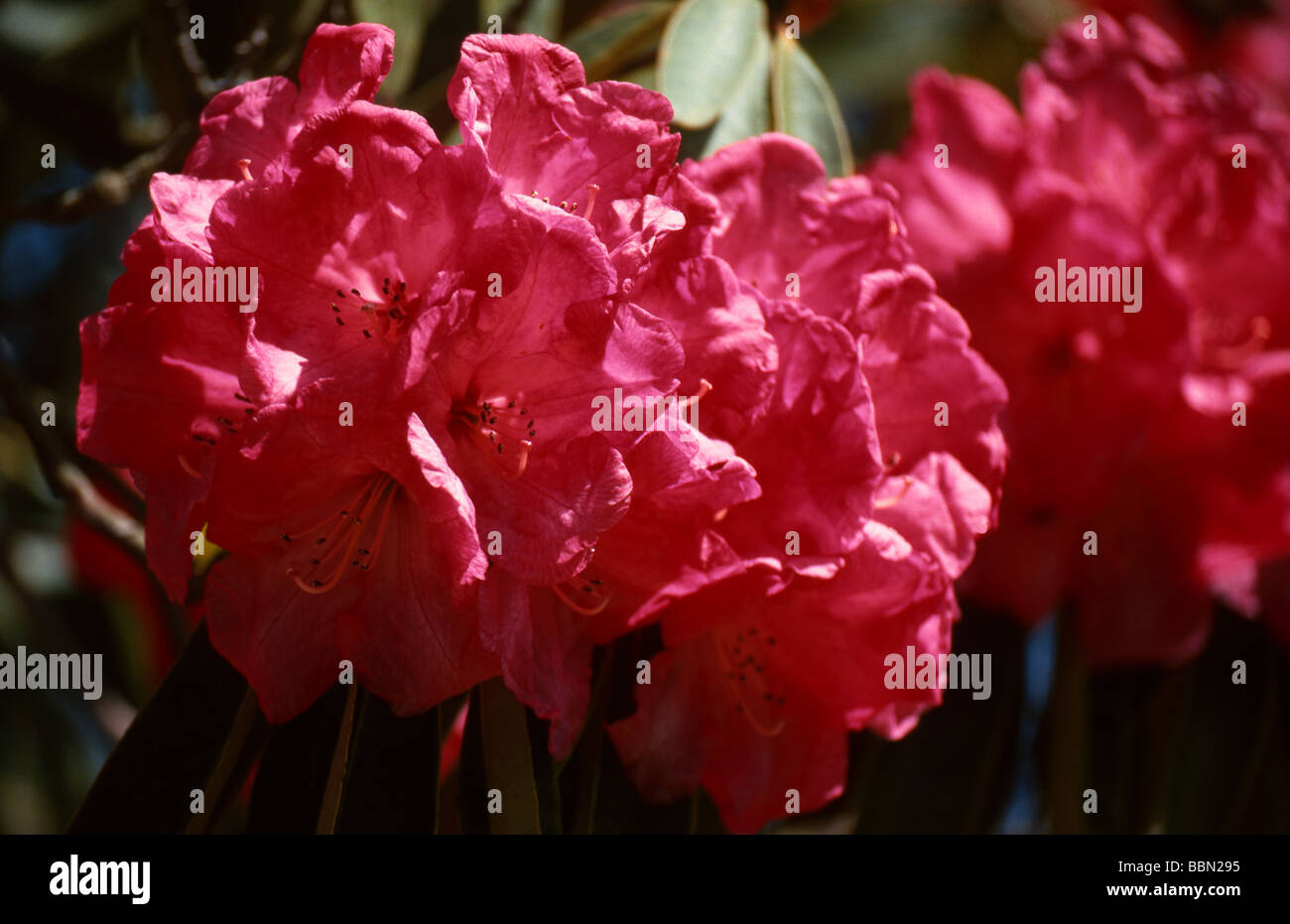 Rosso, rododendro Ericaceae Foto Stock