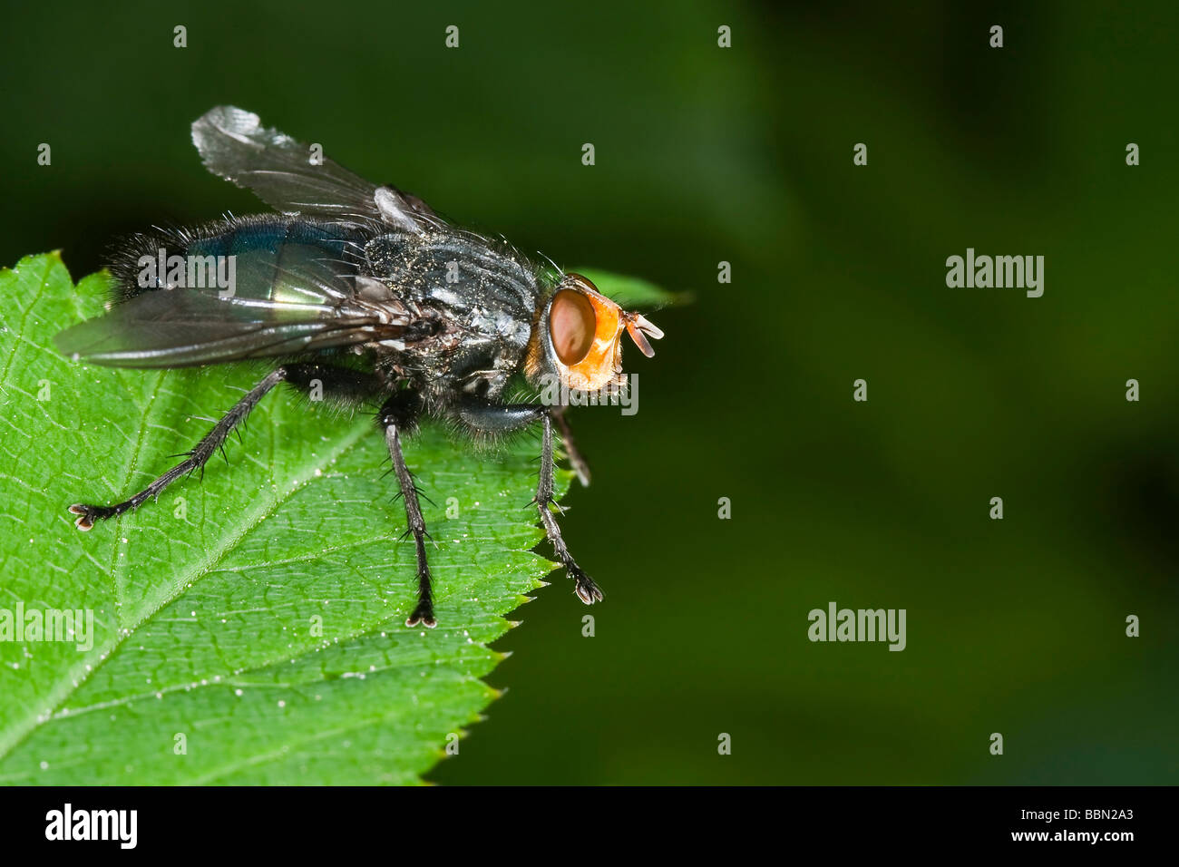 Fly dei morti (Cynomya mortuorum) Foto Stock