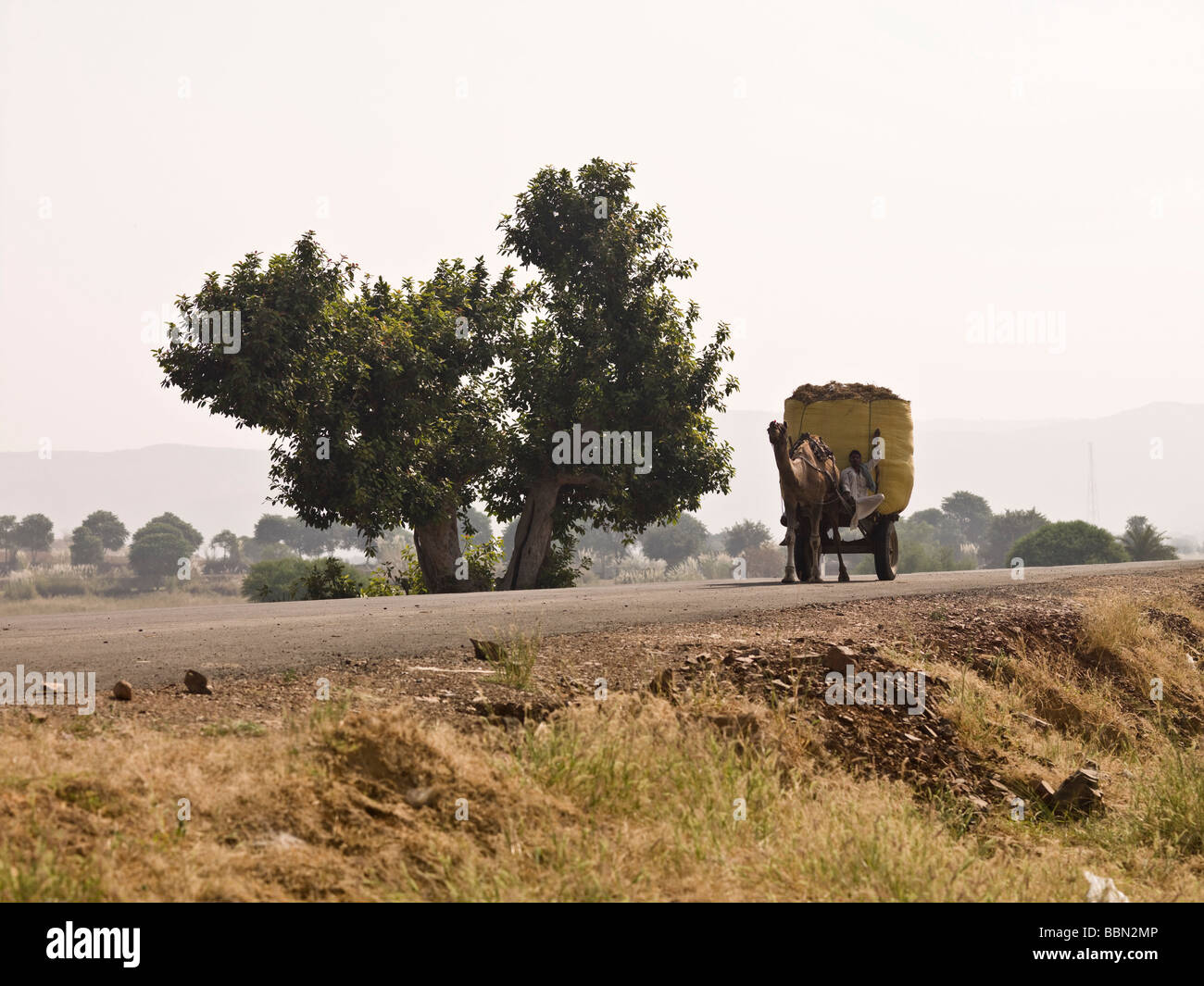 Rajasthan,l'India;un uomo su un cammello drawan carrello portando grande balla di fieno su una strada rurale Foto Stock