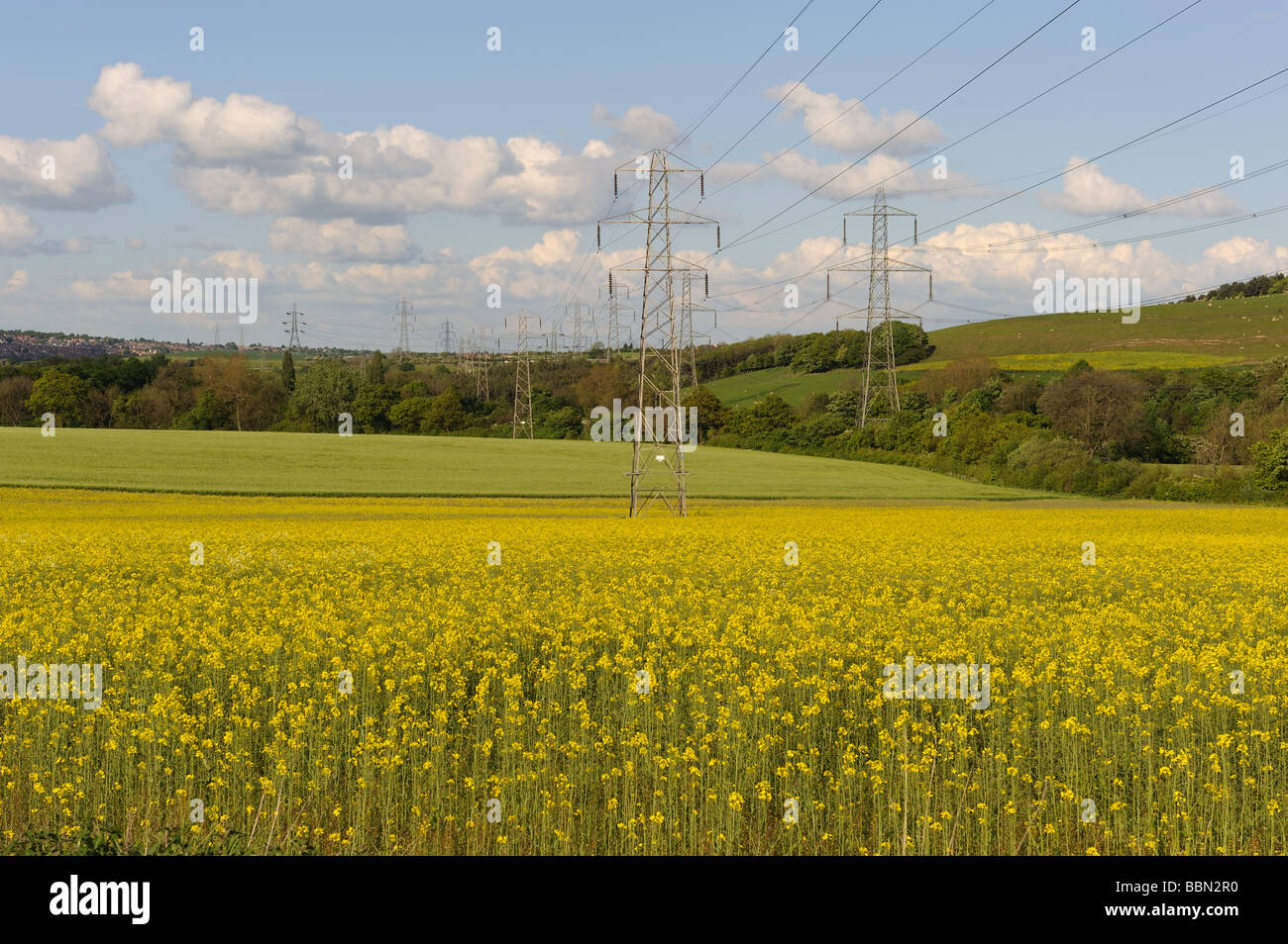 Il giallo rapesead fiori sono passato i loro migliori in questo campo nei pressi di Silkstone, Barnsley. Foto Stock