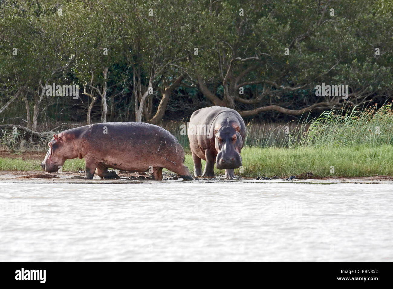 Due hippos pascolano sulle rive del St Lucia Estuary, Kwa-Zulu Natal, Sud Africa Foto Stock