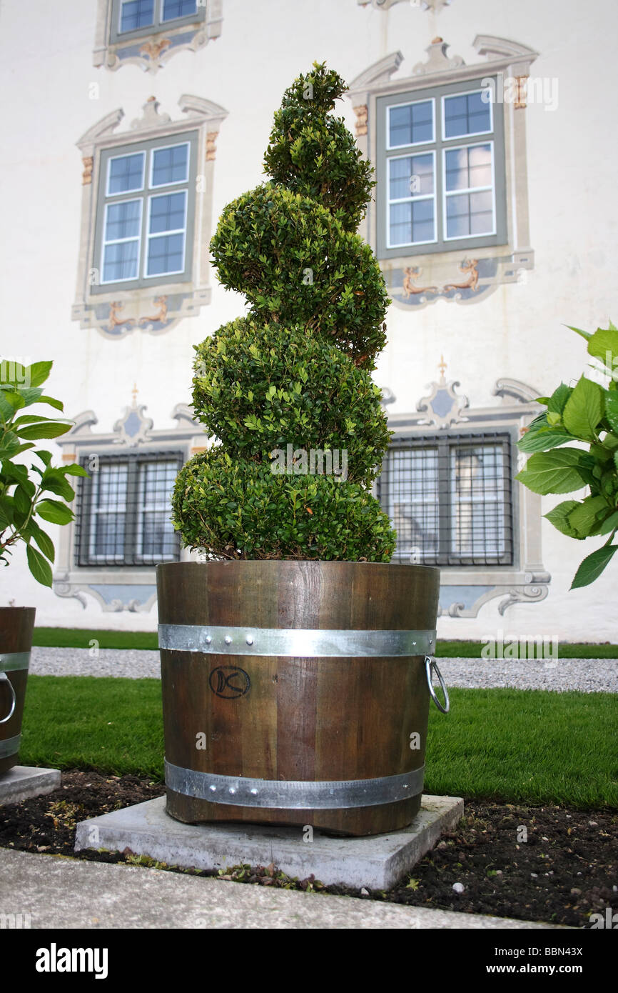 Legno di bosso nel giardino del castello di Schloss Zeil palace, artisticamente disegnato, Allgaeu, Germania, Europa Foto Stock