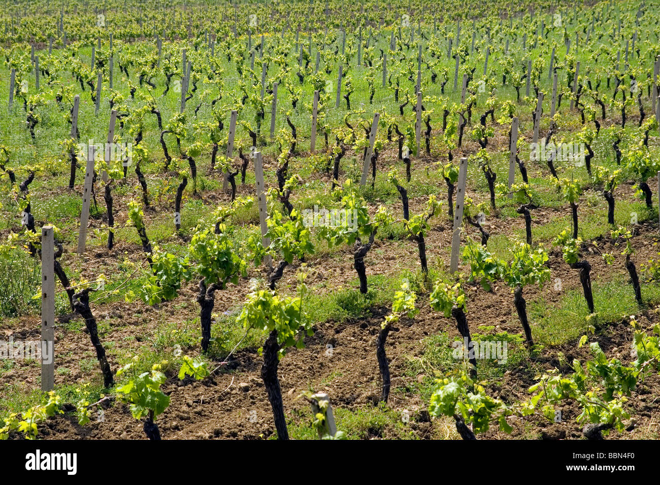 Marsala vigna di uva agricoltura vino agriturismo provincia di Trapani Sicilia Italia Foto Stock