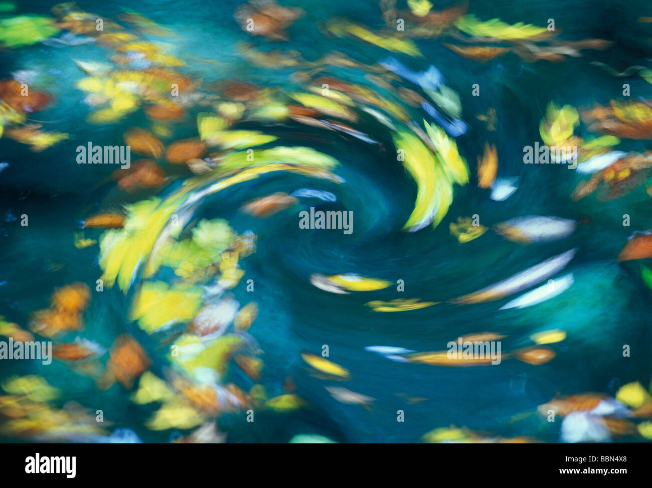 Colorato Foglie di autunno essendo aspirata attraverso una spirale in un idromassaggio, fiume Verzasca, Ticino, Svizzera, Europa Foto Stock