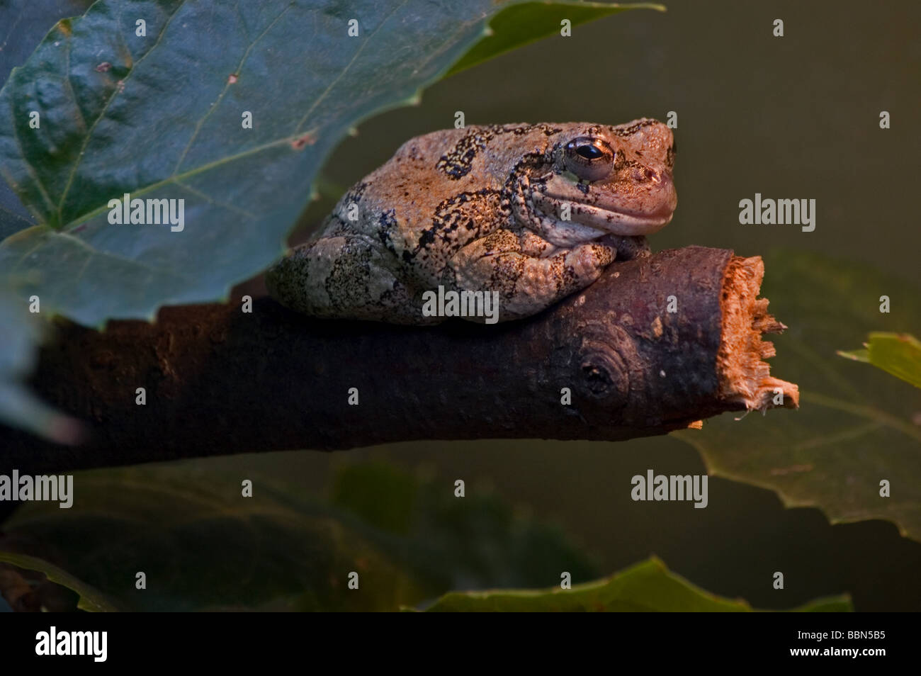 Una rana di albero Foto Stock