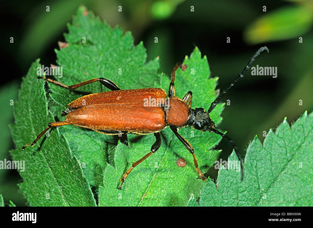 Longhorn beetle (Leptura rubra) Foto Stock