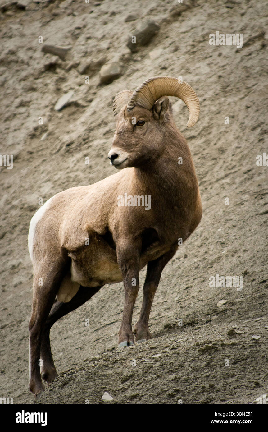 Ram (Big Horn pecore) il Parco Nazionale di Yellowstone, STATI UNITI D'AMERICA Foto Stock