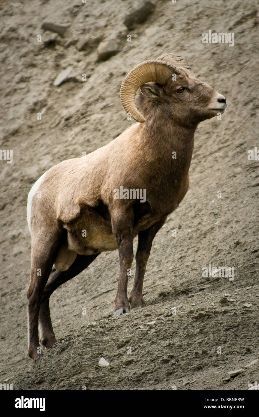 Ram (Big Horn pecore)Yellowstone National Park, STATI UNITI D'AMERICA Foto Stock